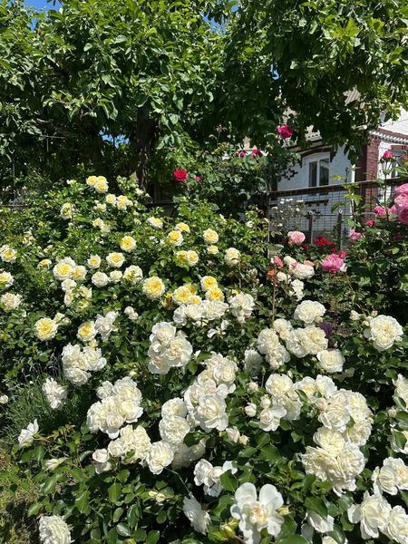 White Meidiland, Blanc Meillandecor, MEIcoublan, Super Swany, White Meilland, Ва́йт Ме́йділанд, Бла́н Мейя́ндек&oacute;р, Су́пер Све́йні, Ва́йт Мейя́нд ОСІНЬ 2026 23435635 фото
