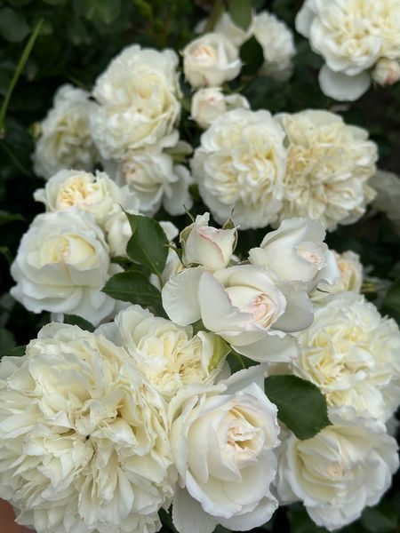 White Meidiland, Blanc Meillandecor, MEIcoublan, Super Swany, White Meilland, Ва́йт Ме́йділанд, Бла́н Мейя́ндек&oacute;р, Су́пер Све́йні, Ва́йт Мейя́нд ОСІНЬ 2026 23435635 фото