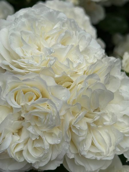 White Meidiland, Blanc Meillandecor, MEIcoublan, Super Swany, White Meilland, Ва́йт Ме́йділанд, Бла́н Мейя́ндек&oacute;р, Су́пер Све́йні, Ва́йт Мейя́нд ОСІНЬ 2026 23435635 фото