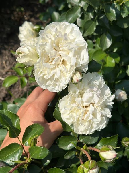 White Meidiland, Blanc Meillandecor, MEIcoublan, Super Swany, White Meilland, Ва́йт Ме́йділанд, Бла́н Мейя́ндек&oacute;р, Су́пер Све́йні, Ва́йт Мейя́нд ОСІНЬ 2026 23435635 фото