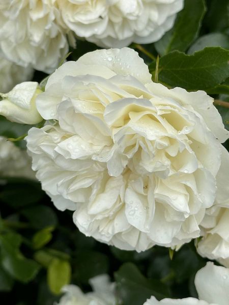 White Meidiland, Blanc Meillandecor, MEIcoublan, Super Swany, White Meilland, Ва́йт Ме́йділанд, Бла́н Мейя́ндек&oacute;р, Су́пер Све́йні, Ва́йт Мейя́нд ОСІНЬ 2026 23435635 фото