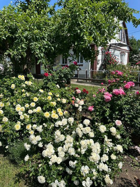 White Meidiland, Blanc Meillandecor, MEIcoublan, Super Swany, White Meilland, Ва́йт Ме́йділанд, Бла́н Мейя́ндек&oacute;р, Су́пер Све́йні, Ва́йт Мейя́нд ОСІНЬ 2026 23435635 фото