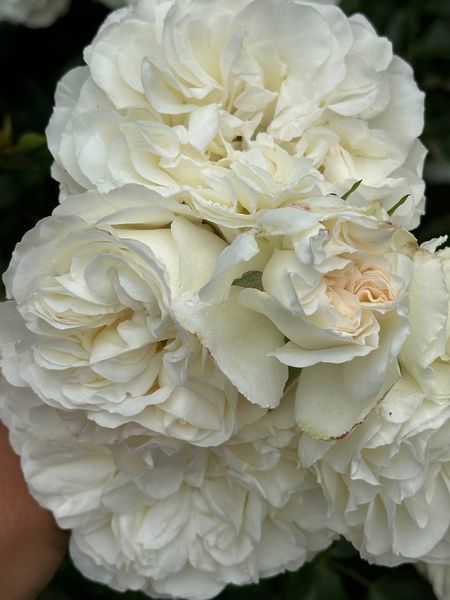 White Meidiland, Blanc Meillandecor, MEIcoublan, Super Swany, White Meilland, Ва́йт Ме́йділанд, Бла́н Мейя́ндек&oacute;р, Су́пер Све́йні, Ва́йт Мейя́нд ОСІНЬ 2026 23435635 фото