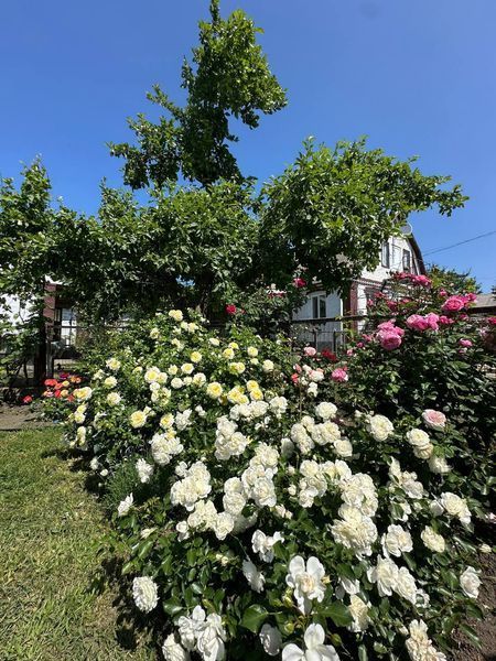 White Meidiland, Blanc Meillandecor, MEIcoublan, Super Swany, White Meilland, Ва́йт Ме́йділанд, Бла́н Мейя́ндек&oacute;р, Су́пер Све́йні, Ва́йт Мейя́нд ОСІНЬ 2026 23435635 фото