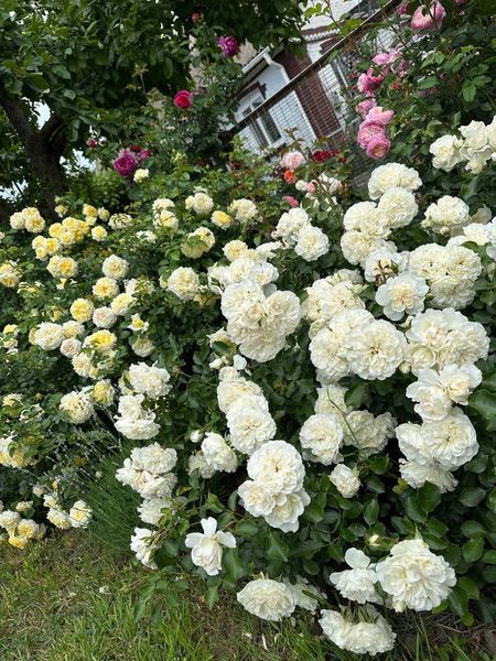 White Meidiland, Blanc Meillandecor, MEIcoublan, Super Swany, White Meilland, Ва́йт Ме́йділанд, Бла́н Мейя́ндек&oacute;р, Су́пер Све́йні, Ва́йт Мейя́нд ОСІНЬ 2026 23435635 фото