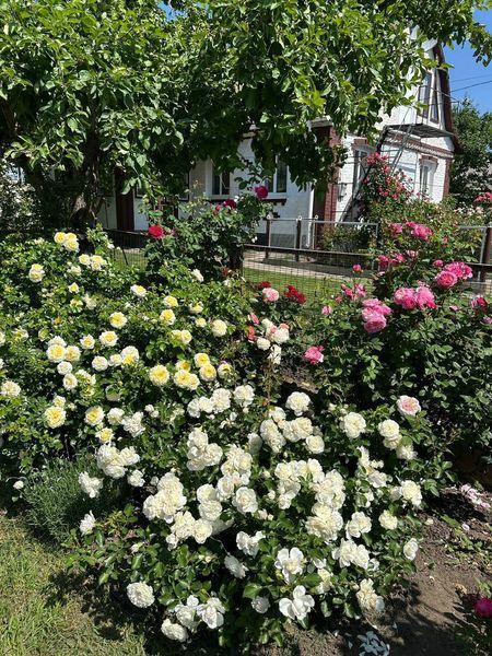 White Meidiland, Blanc Meillandecor, MEIcoublan, Super Swany, White Meilland, Ва́йт Ме́йділанд, Бла́н Мейя́ндек&oacute;р, Су́пер Све́йні, Ва́йт Мейя́нд ОСІНЬ 2026 23435635 фото