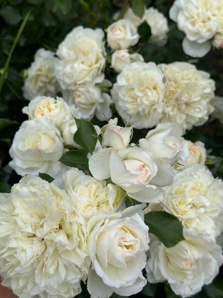 White Meidiland, Blanc Meillandecor, MEIcoublan, Super Swany, White Meilland, Ва́йт Ме́йділанд, Бла́н Мейя́ндек&oacute;р, Су́пер Све́йні, Ва́йт Мейя́нд ОСІНЬ 2026 23435635 фото