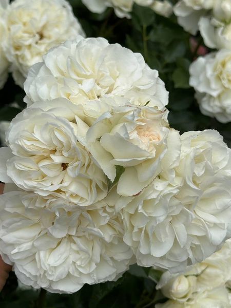 White Meidiland, Blanc Meillandecor, MEIcoublan, Super Swany, White Meilland, Ва́йт Ме́йділанд, Бла́н Мейя́ндек&oacute;р, Су́пер Све́йні, Ва́йт Мейя́нд ОСІНЬ 2026 23435635 фото