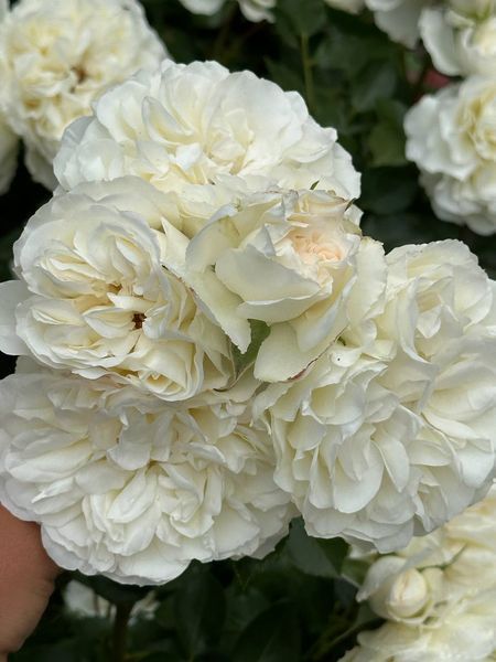 White Meidiland, Blanc Meillandecor, MEIcoublan, Super Swany, White Meilland, Ва́йт Ме́йділанд, Бла́н Мейя́ндек&oacute;р, Су́пер Све́йні, Ва́йт Мейя́нд ОСІНЬ 2026 23435635 фото