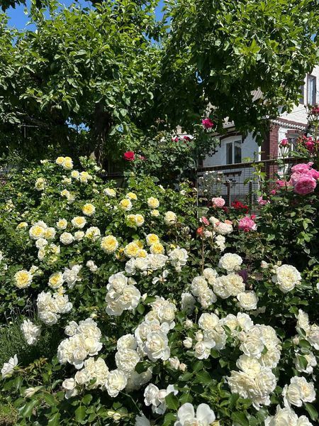 White Meidiland, Blanc Meillandecor, MEIcoublan, Super Swany, White Meilland, Ва́йт Ме́йділанд, Бла́н Мейя́ндек&oacute;р, Су́пер Све́йні, Ва́йт Мейя́нд ОСІНЬ 2026 23435635 фото