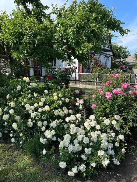 White Meidiland, Blanc Meillandecor, MEIcoublan, Super Swany, White Meilland, Ва́йт Ме́йділанд, Бла́н Мейя́ндек&oacute;р, Су́пер Све́йні, Ва́йт Мейя́нд ОСІНЬ 2026 23435635 фото