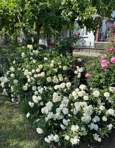 White Meidiland, Blanc Meillandecor, MEIcoublan, Super Swany, White Meilland, Ва́йт Ме́йділанд, Бла́н Мейя́ндек&oacute;р, Су́пер Све́йні, Ва́йт Мейя́нд ОСІНЬ 2026 23435635 фото