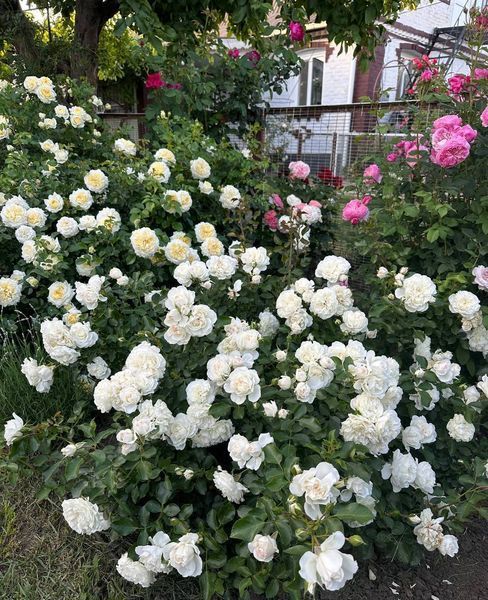 White Meidiland, Blanc Meillandecor, MEIcoublan, Super Swany, White Meilland, Ва́йт Ме́йділанд, Бла́н Мейя́ндек&oacute;р, Су́пер Све́йні, Ва́йт Мейя́нд ОСІНЬ 2026 23435635 фото