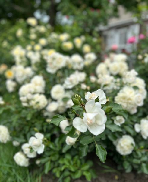 White Meidiland, Blanc Meillandecor, MEIcoublan, Super Swany, White Meilland, Ва́йт Ме́йділанд, Бла́н Мейя́ндек&oacute;р, Су́пер Све́йні, Ва́йт Мейя́нд ОСІНЬ 2026 23435635 фото
