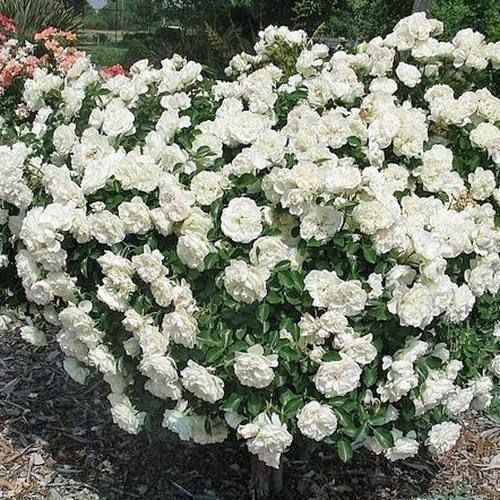 White Meidiland, Blanc Meillandecor, MEIcoublan, Super Swany, White Meilland, Ва́йт Ме́йділанд, Бла́н Мейя́ндек&oacute;р, Су́пер Све́йні, Ва́йт Мейя́нд ОСІНЬ 2026 23435635 фото