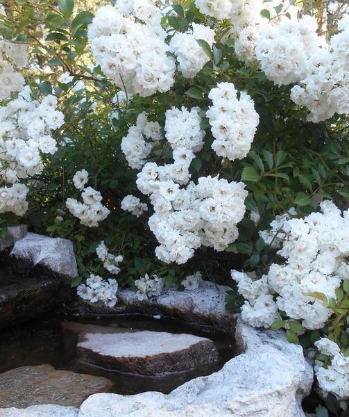 White Meidiland, Blanc Meillandecor, MEIcoublan, Super Swany, White Meilland, Ва́йт Ме́йділанд, Бла́н Мейя́ндек&oacute;р, Су́пер Све́йні, Ва́йт Мейя́нд ОСІНЬ 2026 23435635 фото