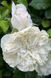 White Meidiland, Blanc Meillandecor, MEIcoublan, Super Swany, White Meilland, Ва́йт Ме́йділанд, Бла́н Мейя́ндек&oacute;р, Су́пер Све́йні, Ва́йт Мейя́нд ОСІНЬ 2026 23435635 фото 35