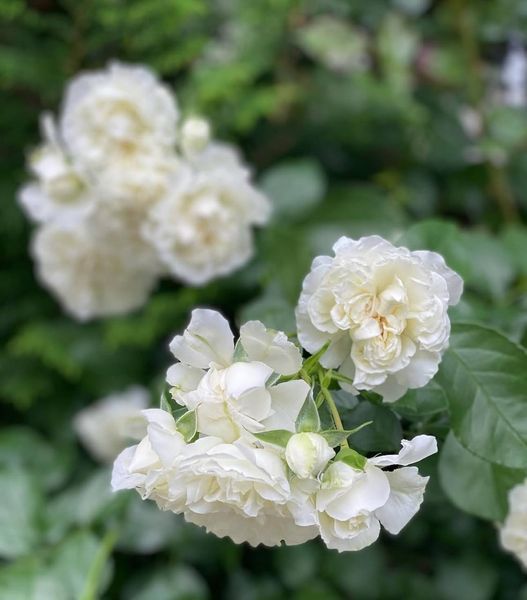White Meidiland, Blanc Meillandecor, MEIcoublan, Super Swany, White Meilland, Ва́йт Ме́йділанд, Бла́н Мейя́ндек&oacute;р, Су́пер Све́йні, Ва́йт Мейя́нд ОСІНЬ 2026 23435635 фото