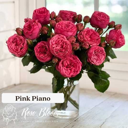 Купити Pink Piano Пінк Піано ВЕСНА 2026 517 в інтернет магазині