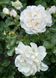 White Meidiland, Blanc Meillandecor, MEIcoublan, Super Swany, White Meilland, Ва́йт Ме́йділанд, Бла́н Мейя́ндек&oacute;р, Су́пер Све́йні, Ва́йт Мейя́нд ОСІНЬ 2026 23435635 фото 32
