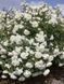 White Meidiland, Blanc Meillandecor, MEIcoublan, Super Swany, White Meilland, Ва́йт Ме́йділанд, Бла́н Мейя́ндек&oacute;р, Су́пер Све́йні, Ва́йт Мейя́нд ОСІНЬ 2026 23435635 фото 55