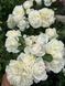 White Meidiland, Blanc Meillandecor, MEIcoublan, Super Swany, White Meilland, Ва́йт Ме́йділанд, Бла́н Мейя́ндек&oacute;р, Су́пер Све́йні, Ва́йт Мейя́нд ОСІНЬ 2026 23435635 фото 3