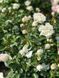 White Meidiland, Blanc Meillandecor, MEIcoublan, Super Swany, White Meilland, Ва́йт Ме́йділанд, Бла́н Мейя́ндек&oacute;р, Су́пер Све́йні, Ва́йт Мейя́нд ОСІНЬ 2026 23435635 фото 38