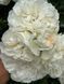 White Meidiland, Blanc Meillandecor, MEIcoublan, Super Swany, White Meilland, Ва́йт Ме́йділанд, Бла́н Мейя́ндек&oacute;р, Су́пер Све́йні, Ва́йт Мейя́нд ОСІНЬ 2026 23435635 фото 28