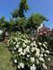 White Meidiland, Blanc Meillandecor, MEIcoublan, Super Swany, White Meilland, Ва́йт Ме́йділанд, Бла́н Мейя́ндек&oacute;р, Су́пер Све́йні, Ва́йт Мейя́нд ОСІНЬ 2026 23435635 фото 23