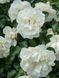 White Meidiland, Blanc Meillandecor, MEIcoublan, Super Swany, White Meilland, Ва́йт Ме́йділанд, Бла́н Мейя́ндек&oacute;р, Су́пер Све́йні, Ва́йт Мейя́нд ОСІНЬ 2026 23435635 фото 61