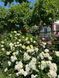 White Meidiland, Blanc Meillandecor, MEIcoublan, Super Swany, White Meilland, Ва́йт Ме́йділанд, Бла́н Мейя́ндек&oacute;р, Су́пер Све́йні, Ва́йт Мейя́нд ОСІНЬ 2026 23435635 фото 26