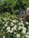 White Meidiland, Blanc Meillandecor, MEIcoublan, Super Swany, White Meilland, Ва́йт Ме́йділанд, Бла́н Мейя́ндек&oacute;р, Су́пер Све́йні, Ва́йт Мейя́нд ОСІНЬ 2026 23435635 фото 36