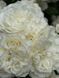 White Meidiland, Blanc Meillandecor, MEIcoublan, Super Swany, White Meilland, Ва́йт Ме́йділанд, Бла́н Мейя́ндек&oacute;р, Су́пер Све́йні, Ва́йт Мейя́нд ОСІНЬ 2026 23435635 фото 15
