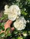 White Meidiland, Blanc Meillandecor, MEIcoublan, Super Swany, White Meilland, Ва́йт Ме́йділанд, Бла́н Мейя́ндек&oacute;р, Су́пер Све́йні, Ва́йт Мейя́нд ОСІНЬ 2026 23435635 фото 39
