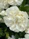 White Meidiland, Blanc Meillandecor, MEIcoublan, Super Swany, White Meilland, Ва́йт Ме́йділанд, Бла́н Мейя́ндек&oacute;р, Су́пер Све́йні, Ва́йт Мейя́нд ОСІНЬ 2026 23435635 фото 18
