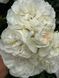 White Meidiland, Blanc Meillandecor, MEIcoublan, Super Swany, White Meilland, Ва́йт Ме́йділанд, Бла́н Мейя́ндек&oacute;р, Су́пер Све́йні, Ва́йт Мейя́нд ОСІНЬ 2026 23435635 фото 19