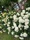 White Meidiland, Blanc Meillandecor, MEIcoublan, Super Swany, White Meilland, Ва́йт Ме́йділанд, Бла́н Мейя́ндек&oacute;р, Су́пер Све́йні, Ва́йт Мейя́нд ОСІНЬ 2026 23435635 фото 16