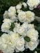 White Meidiland, Blanc Meillandecor, MEIcoublan, Super Swany, White Meilland, Ва́йт Ме́йділанд, Бла́н Мейя́ндек&oacute;р, Су́пер Све́йні, Ва́йт Мейя́нд ОСІНЬ 2026 23435635 фото 1