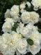 White Meidiland, Blanc Meillandecor, MEIcoublan, Super Swany, White Meilland, Ва́йт Ме́йділанд, Бла́н Мейя́ндек&oacute;р, Су́пер Све́йні, Ва́йт Мейя́нд ОСІНЬ 2026 23435635 фото 10