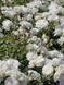 White Meidiland, Blanc Meillandecor, MEIcoublan, Super Swany, White Meilland, Ва́йт Ме́йділанд, Бла́н Мейя́ндек&oacute;р, Су́пер Све́йні, Ва́йт Мейя́нд ОСІНЬ 2026 23435635 фото 59