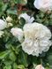White Meidiland, Blanc Meillandecor, MEIcoublan, Super Swany, White Meilland, Ва́йт Ме́йділанд, Бла́н Мейя́ндек&oacute;р, Су́пер Све́йні, Ва́йт Мейя́нд ОСІНЬ 2026 23435635 фото 34