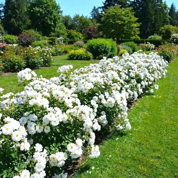 White Meidiland, Blanc Meillandecor, MEIcoublan, Super Swany, White Meilland, Ва́йт Ме́йділанд, Бла́н Мейя́ндек&oacute;р, Су́пер Све́йні, Ва́йт Мейя́нд ОСІНЬ 2026 23435635 фото
