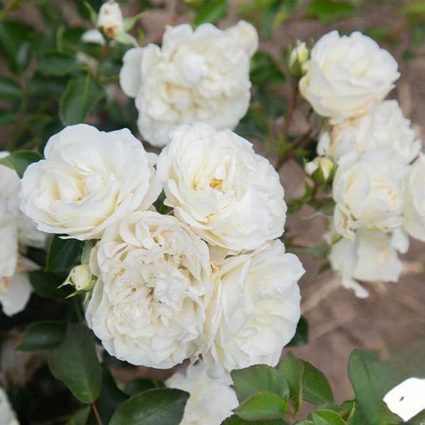 White Meidiland, Blanc Meillandecor, MEIcoublan, Super Swany, White Meilland, Ва́йт Ме́йділанд, Бла́н Мейя́ндек&oacute;р, Су́пер Све́йні, Ва́йт Мейя́нд ОСІНЬ 2026 23435635 фото