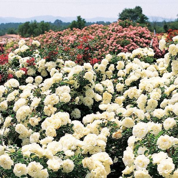 White Meidiland, Blanc Meillandecor, MEIcoublan, Super Swany, White Meilland, Ва́йт Ме́йділанд, Бла́н Мейя́ндек&oacute;р, Су́пер Све́йні, Ва́йт Мейя́нд ОСІНЬ 2026 23435635 фото