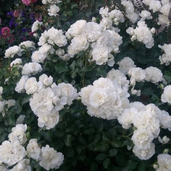 White Meidiland, Blanc Meillandecor, MEIcoublan, Super Swany, White Meilland, Ва́йт Ме́йділанд, Бла́н Мейя́ндек&oacute;р, Су́пер Све́йні, Ва́йт Мейя́нд ОСІНЬ 2026 23435635 фото