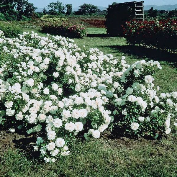 White Meidiland, Blanc Meillandecor, MEIcoublan, Super Swany, White Meilland, Ва́йт Ме́йділанд, Бла́н Мейя́ндек&oacute;р, Су́пер Све́йні, Ва́йт Мейя́нд ОСІНЬ 2026 23435635 фото