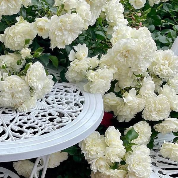 White Meidiland, Blanc Meillandecor, MEIcoublan, Super Swany, White Meilland, Ва́йт Ме́йділанд, Бла́н Мейя́ндек&oacute;р, Су́пер Све́йні, Ва́йт Мейя́нд ОСІНЬ 2026 23435635 фото
