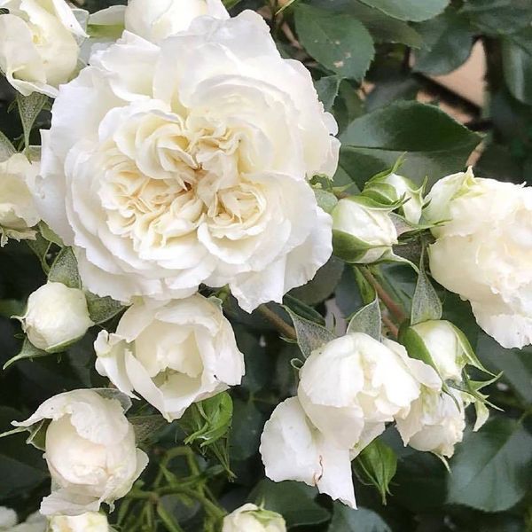 White Meidiland, Blanc Meillandecor, MEIcoublan, Super Swany, White Meilland, Ва́йт Ме́йділанд, Бла́н Мейя́ндек&oacute;р, Су́пер Све́йні, Ва́йт Мейя́нд ОСІНЬ 2026 23435635 фото