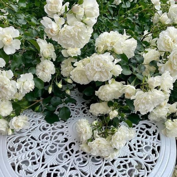 White Meidiland, Blanc Meillandecor, MEIcoublan, Super Swany, White Meilland, Ва́йт Ме́йділанд, Бла́н Мейя́ндек&oacute;р, Су́пер Све́йні, Ва́йт Мейя́нд ОСІНЬ 2026 23435635 фото