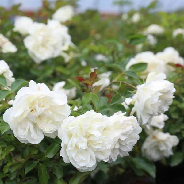 White Meidiland, Blanc Meillandecor, MEIcoublan, Super Swany, White Meilland, Ва́йт Ме́йділанд, Бла́н Мейя́ндек&oacute;р, Су́пер Све́йні, Ва́йт Мейя́нд ОСІНЬ 2026 23435635 фото